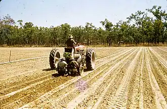 Farming at Dumbula, circa 1958