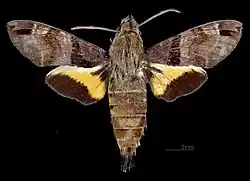 Male dorsal
