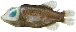 Macropinna microstoma, showing the transparent membrane protecting the eyes