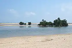 Mangroves