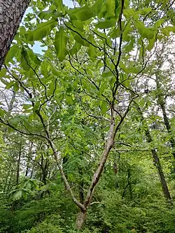 Large specimen growing on NCSU campus.