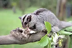 Gray glider