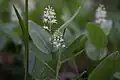 Maianthemum canadense Desfontaines. — Wild Lily-of-the-valley.