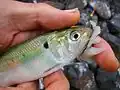 Allis shad (Alosa alosa)