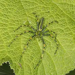 male Peucetia madagascariensis
