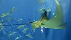 Rays