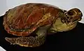 Hawksbill sea turtle