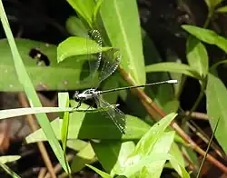 Male