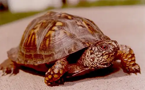 Male in southwestern Pennsylvania, June&nbsp;30, 1979