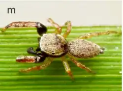 male L. camporum