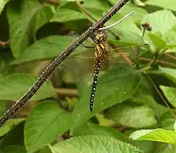 Male