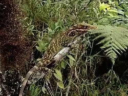 Dactyloa:, About 95 species from southern Central America, South America and southern Lesser Antilles (shown: Dactyloa podocarpus)