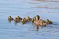 Mallard