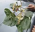 Twig and male flowers