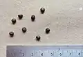 Seeds of Mallotus tetracoccus