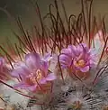 Flowers in the spines