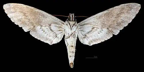 Female ventral