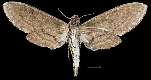 Female Ventral