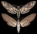 Manduca scutata