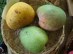Typical Indian mangoes