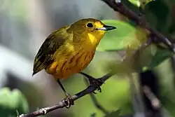 Male resident Cuban yellow warbler S.&nbsp;p. gundlachi, Cuba