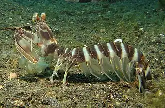 Lysiosquillina maculata outside its burrow