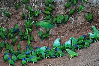 Pionus, Aratinga and Amazon Parrots at clay lick in Yasuni National Park, Ecuador