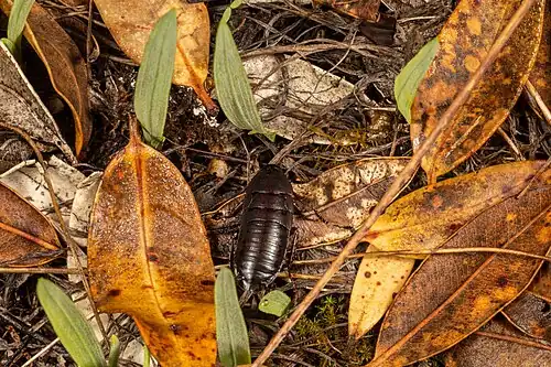 P. novaeseelandiae in its forest habitat (tegmina visible)