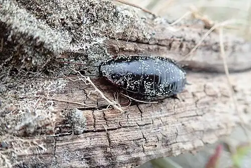 On driftwood. If an adult lacks tegmina (reduced forewing) then it is an introduced Australian species, not P. novaeseelandiae.