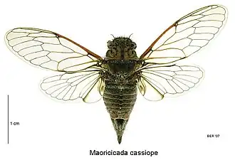 Female specimen