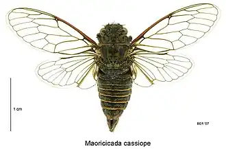 Male specimen