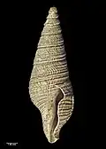 Side view of holotype