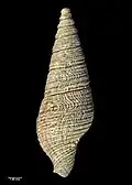 Reverse view of holotype