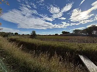 This photograph looks south over a marshy reach of the Marfell Lakes area from Lakota Ranch Road near Erie in Weld County, Colorado, with dense wetland grasses in the foreground, a small culvert wing visible at lower right, scattered shrubs and trees across the middle ground, and broken stratocumulus clouds around the rising sun in the eastern sky.