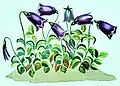 Detail of Plate 21 Campanula pulla, colour-adjusted for natural tones