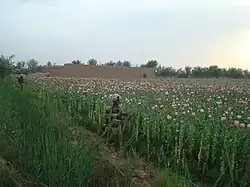 U.S. Marines on a patrol next to a poppy field in 2010
