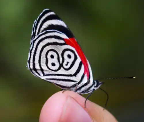 Wing pattern of Diaethria clymena with a distinctive “88” marking, often modelled using reaction–diffusion mechanisms[54] described by Alan Turing[55].