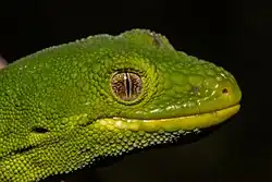 Naultinus manukanus in its usual colouration.