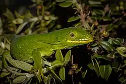 A photo of Naultinus manukanus showing its raised conical scales.