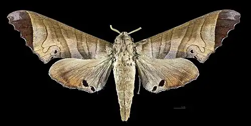 Female dorsal