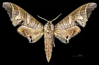 Male M. s. malayana, dorsal view