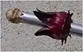 Decoring&nbsp;— removal of a seed capsule from the fruit using a simple hand-held gadget to obtain its calyx