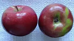 Two McIntosh apples on on white kitchen cloth