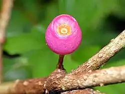 Fruit detail