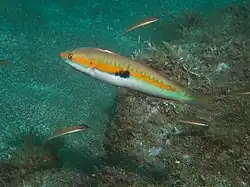 Secondary Male Male
