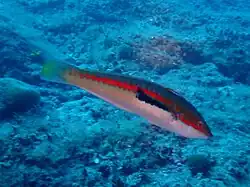 Secondary Male