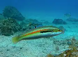 Secondary Individual