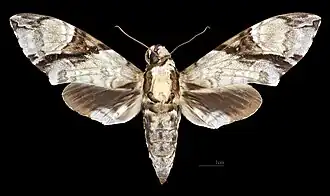 Female dorsal