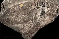 Meganeurula selysii