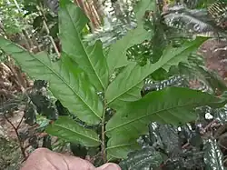 Underside of leaves
